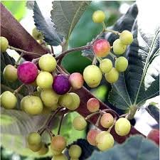 Introducing Our Sherbet Berry Plants (4 Pack) โ Live Grewia asiatica Shrubs Producing Sweet-Tart Edible Berries, Ideal for Warm Climates, Suitable for Containers or Garden Planting