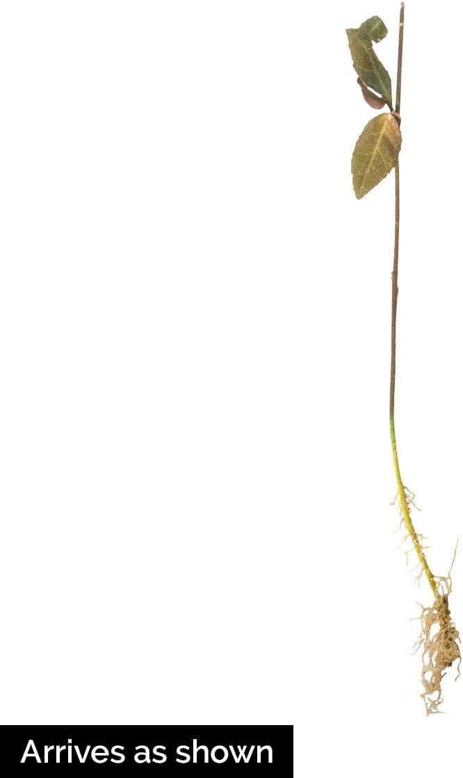 Direct Gardening Green Foliage Purple Wintercreeper Euonymus Dormant Bare Root Perennial Groundcover Plants (5-Pack)