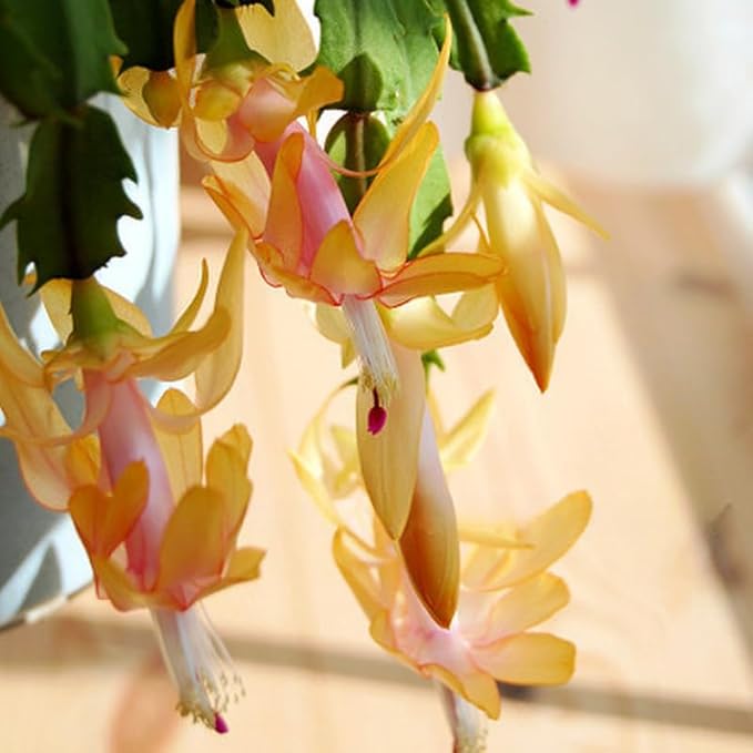 2 Christmas Cactus Plants Live, Starter Holiday Thanksgiving Cactus Plant for Indoor Outdoor Houseplants, Fasle Easter Cactus Plants Like, Cold Hardy, 5-9" in Tall, No Pot (Yellow)