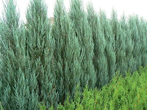 Blue Arrow Juniper | 10 Live Plants | Juniperus Scopulorum | Fast Growing Privacy Screen, Outdoor Evergreen Shrub, Narrow Columnar Shape, Low Maintenance Landscape, Drought Tolerant