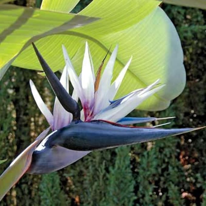 Bird of Paradise Plant Live, 5" to 12" Tall, Established Roots, Strelitzia Reginae Live Plant Houseplant Indoor Outdoor (Giant White)