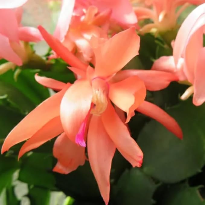 Christmas Cactus Plants Live, Thanksgiving Cactus Easter Cactus Like, 4-8 Inc Tall, Cold Hardy, Holiday Cactus for Indoor Outdoor Planting, Starter Size (Orange)