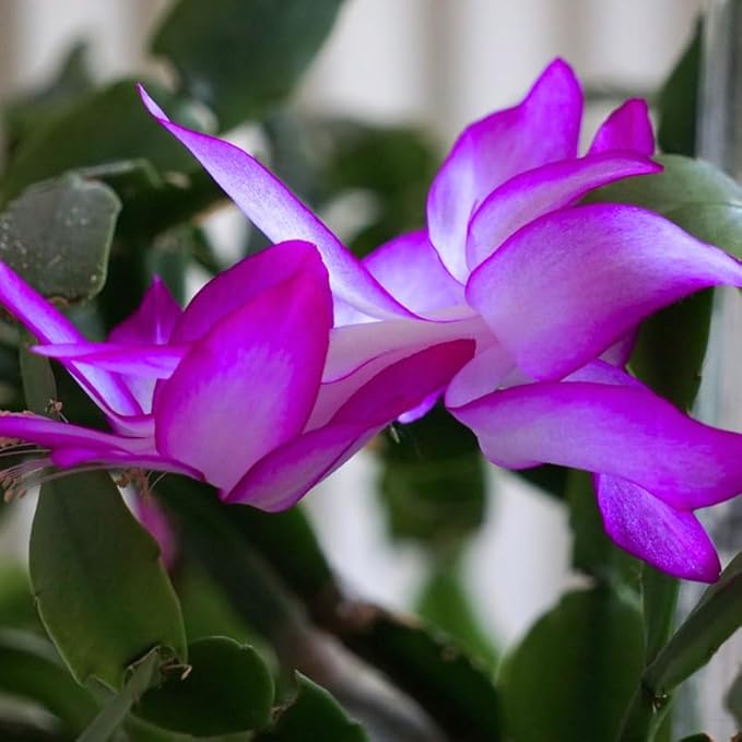 Christmas Cactus Plants Live, Thanksgiving Cactus Easter Cactus Like, 4-8 Inc Tall, Cold Hardy, Holiday Cactus for Indoor Outdoor Planting, Starter Size (Purple)