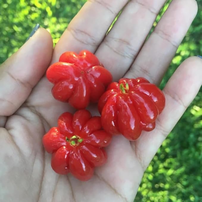 7 Months Old Surinam Cherry Tree Live Plant, Fast-Growing and High Yielding Sweet Fruit, Edible Fruit Bearing Tree for The Patio and Garden, No Pot, 4-8" in Tall