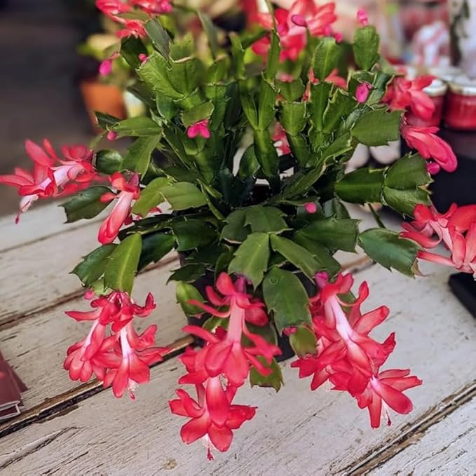 Christmas Cactus Plants Live, Thanksgiving Cactus Easter Cactus Like, 4-8 Inc Tall, Cold Hardy, Holiday Cactus for Indoor Outdoor Planting, Starter Size (Red)