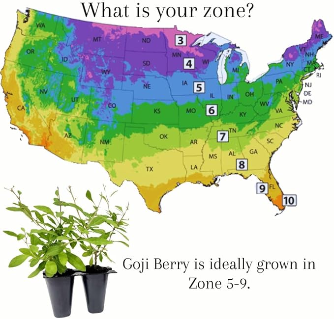 Goji Berry (Wolfberry) Plants (4 Pack) –Rare Berry Variety, Cold-Hardy to -10°F, Drought-Tolerant, Self-Fertile Yielding Sweet Red Berries Live Starter Plants for Planting