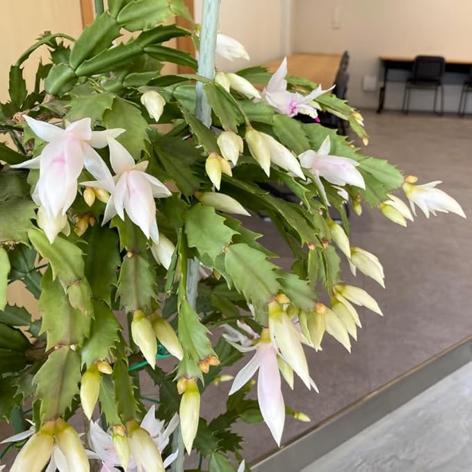 Christmas Cactus Plants Live, Thanksgiving Cactus Easter Cactus Like, 4-8 Inc Tall, Cold Hardy, Holiday Cactus for Indoor Outdoor Planting, Starter Size (White)