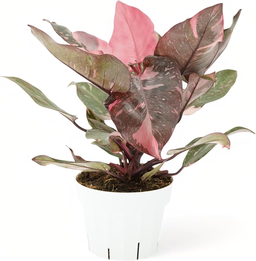 Pink Princess Philodendron Live Plant - Indoor Plants Live Houseplants - Elegant Philodendron Princess House Plant - Rare Pink Plants