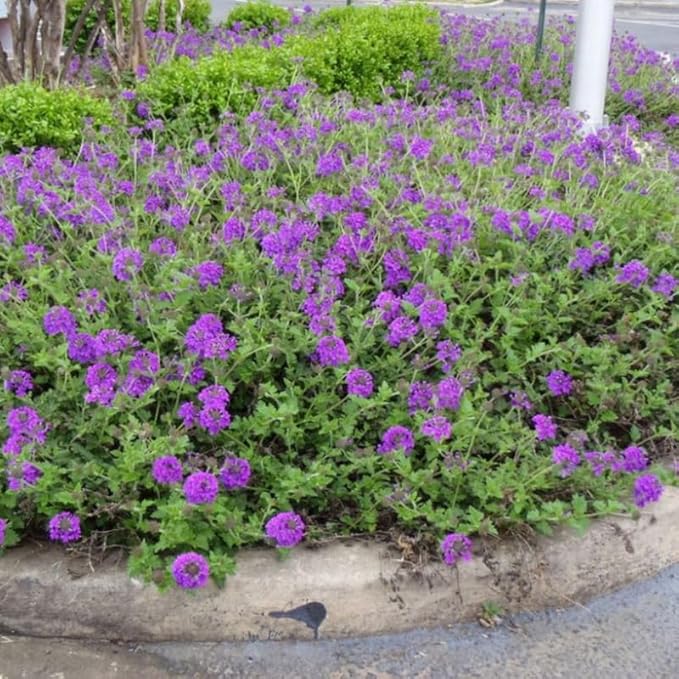 3 Trailing Perennial Purple Verbena Plants, 6-10 Inches Tall Verbena Bushes Shrubs, Well Rooted in Pot