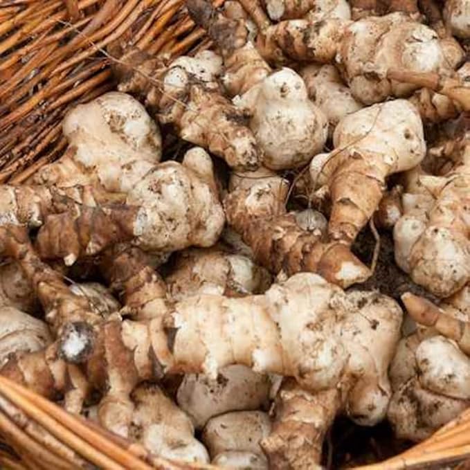 1 Pound Large Jerusalem Artichokes Tubers for Planting, Fresh Sunchokes Sunroots, Hardy Edible Perennial Roots for Outdoor Vegetable Garden