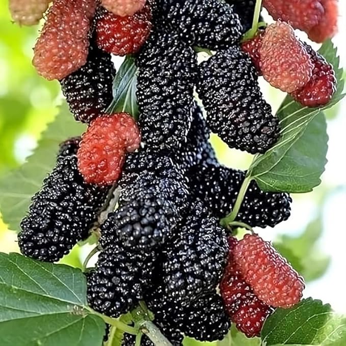 Mulberry Tree Live Plant, 5 to 8 Inch Tall, Sweet Mulberry Plant Live Seedling, No Pot, Edible Mulberries Fruit Tree Plant (Dwarf Everbearing Mulberry)