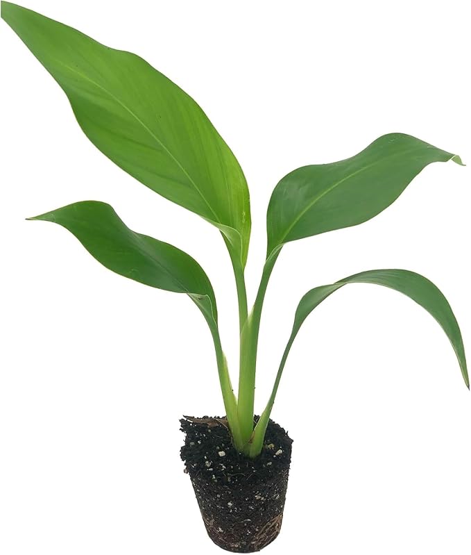 Live White Birds of Paradise Plant - 'White Birds of Paradise' Strelitzia nicolai - ragnaroc Tropical Plant 6-10” Tall - 4ct - Live Arrival Guaranteed - House Plants for Home Decor & Gift