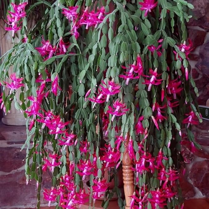 Christmas Cactus Plants Live, Thanksgiving Cactus Easter Cactus Like, 4-8 Inc Tall, Cold Hardy, Holiday Cactus for Indoor Outdoor Planting, Starter Size (Pink)