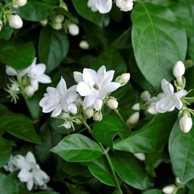 2 Jasmine Plants Live, Climbing Jasmine Flower Plant, Zone 4 to 11, 5 to 7 Inc in Height (Maid of Orleans)