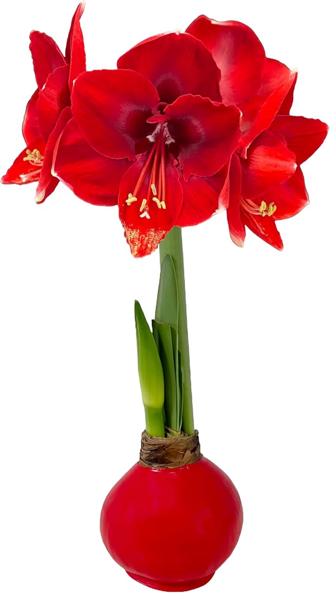 Waxed Amaryllis Bulb - Red Wax Red Blooms, No Water Needed, Extra-Large Indoor Winter Flower, Thanksgiving & Christmas Holiday Gift