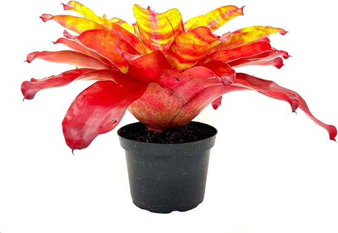 ragnaroc Live Plants – Bromeliad Neoregelia Golden Gate, 8-12" in 6" Pot - 1ct - Live Arrival Guaranteed - House Plants for Home Decor & Gift