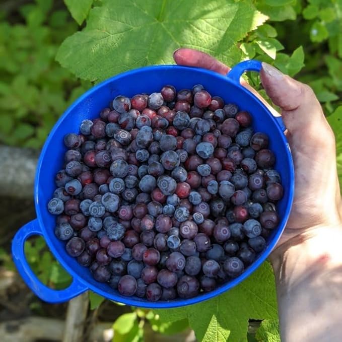Huckleberry Plant Live, Sweet Edible Berries Tree 6-10 Inch Tall, Hardy Fruit Bushes for Outdoor Garden