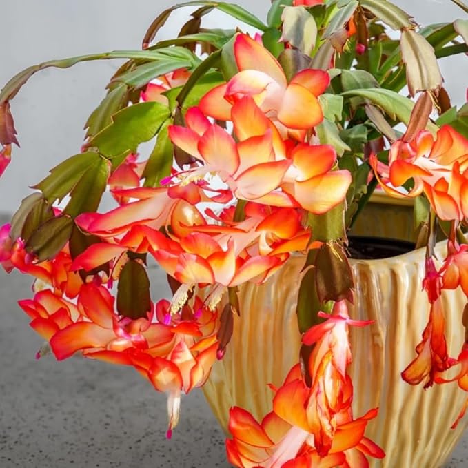 2 Orange Christmas Cactus Plants, Thanksgiving Cactus 3-6 Inch Tall, Winter Succulents Flowers Container Hanging Basket Indoor Outdoor Planting