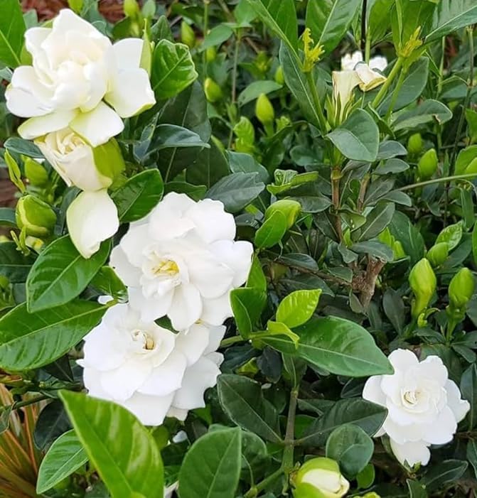 Live Aimee Gardenia Plant Giant Jasmine Flowers Shurb White Double Gardenia Flower Shurb Cape Jasmine Plant 8-12 Inch Tall