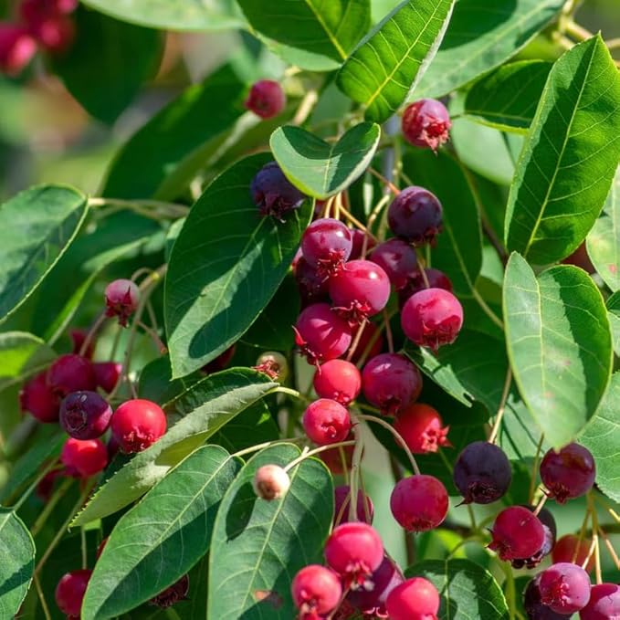 Serviceberry Live Plant, 12-18 Inch Tall Tree in Quart Pot, Edible Berry Tree and Ornamental Shrub for Garden or Landscape