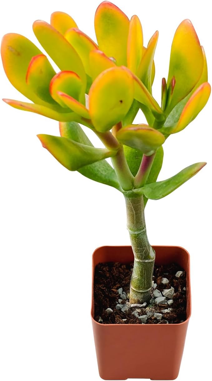 2" Live Succulent Plants Hummel Sunset Jade, Mini Potted Succulents, Easy Care Indoor Houseplant, Unique Gifts, Home Office Décor