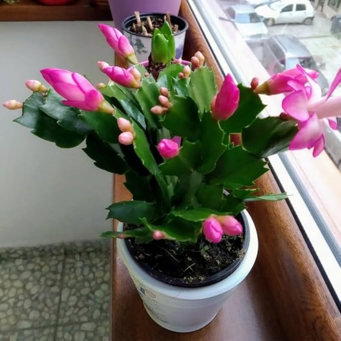 Pink Christmas Cactus Plant, 3-6" Tall Colorful Holiday Cactus Houseplant Easy Care Tropical Flowering Succulent Live Plants, Well Rooted, No Pot