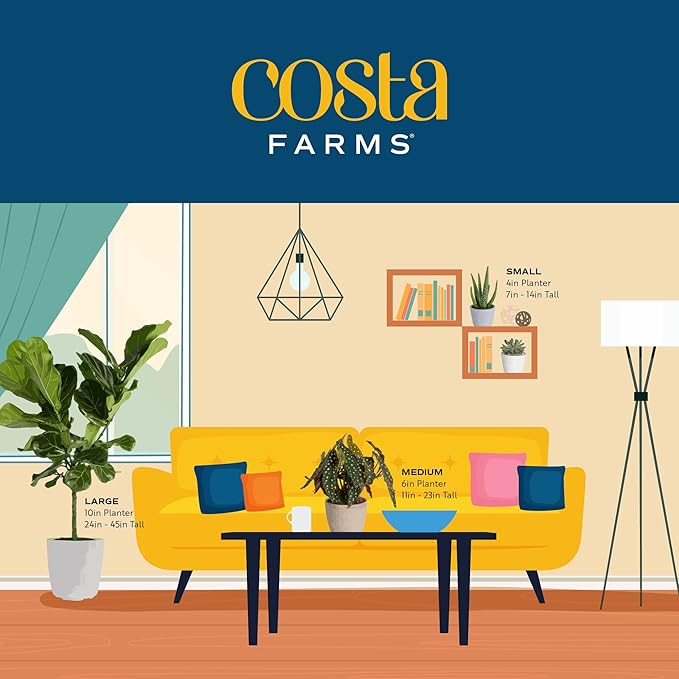 Costa Farms Snake, Sansevieria Mother-In-Law's Tongue in Mid-Century Modern Planter Stand Fits on Floor/Tabletops, Live Indoor Plant, 12-Inch Tall, Grower's Choice