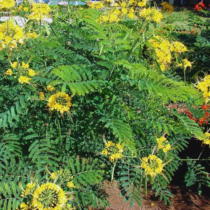 Yellow Mexican Bird of Paradise Plant Live, Pride of Barbados Dwarf Poinciana Tree in 4" Pot, 6 to 8 Inches in Tall