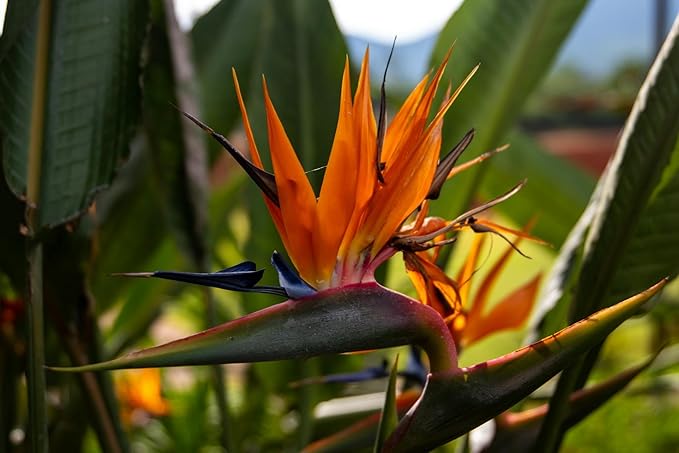Live Orange Birds of Paradise Plant - ‘Orange Birds of Paradise’ Strelitzia Reginae - ragnaroc Tropical Plant 6-10” Tall - 1ct - Live Arrival Guaranteed - House Plants for Home Decor & Gift