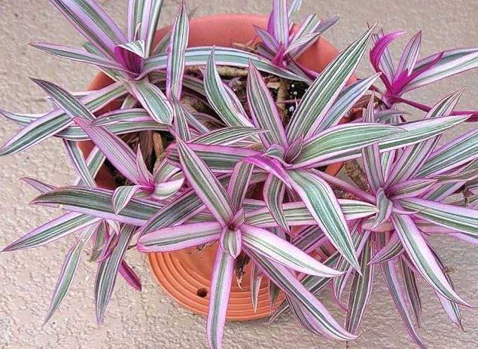 Tricolor Moses in The Cradle Plant -Rhoeo spathacea Tricolor - 2.5" Pot