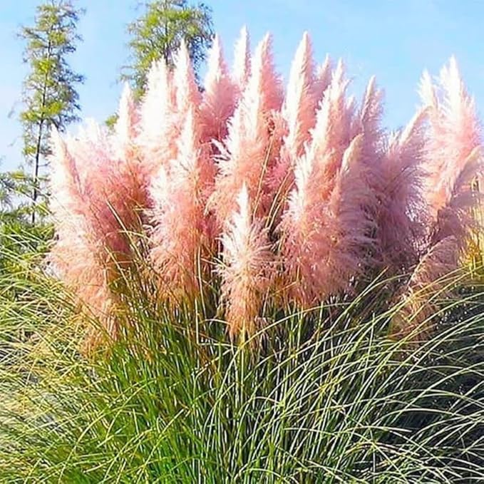 2 Pink Pampas Grass Plants Live, Ornamental Grasses Live Plants, 5 to 7 Inches Tall