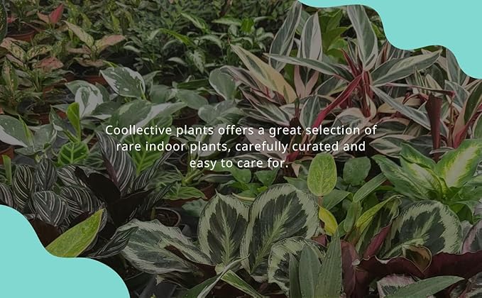 CoollectivePlants Monstera Swiss Cheese – Live Monstera Plant in 4″ Grower’s Pot, Easy Care and Low Maintenance Indoor Houseplant, Includes UniHeat Pack for Winter Protection