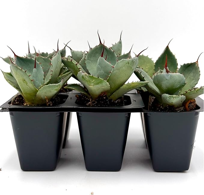 6 Agave Parryi | Live Succulents in 2.5-inch Nursery Cubes | Agave Parryi -truncata Variety | Easy-Care Drought-Tolerant Succulent | Featuring Striking Blue-Gray Compact Leaves for Xeriscapes and Home