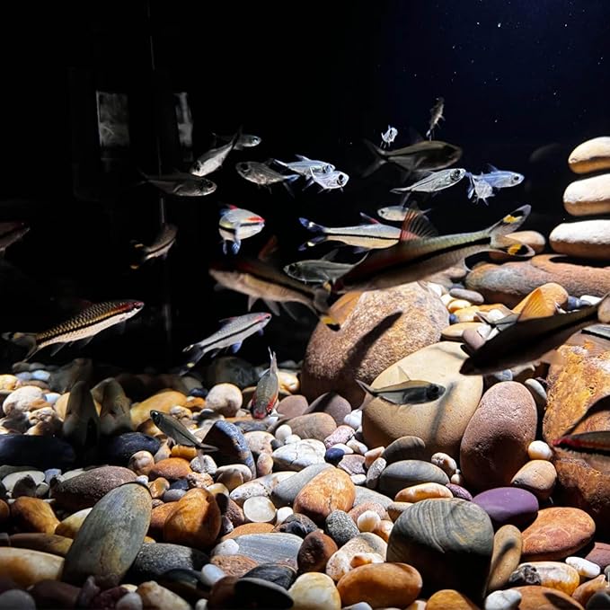 40 lbs Garden Rocks Pebbles, 2-3 Inch Decorative Large River Rocks for Landscaping, Painting, Aquarium, Plants, Crafting, Walkways and Outdoor Decorative Stones