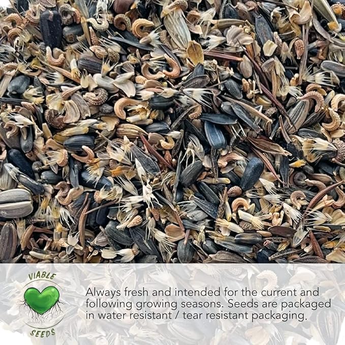 Seed Needs Nasturtium Seeds for Planting Jewel Blend - Heirloom Untreated & Open Pollinated Annual Wildflowers - Edible Mixed Flowers to Plant a Butterfly Garden (1 Pack)