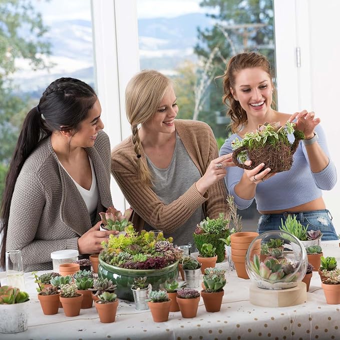 Mountain Crest Gardens Echeveria Succulent Bulk Pack - 50 Live Rosette Plants, 5 Each of 10 Varieties, Rooted in 2 Inch Pots - Succulents for Arrangements, Decor & DIY Projects