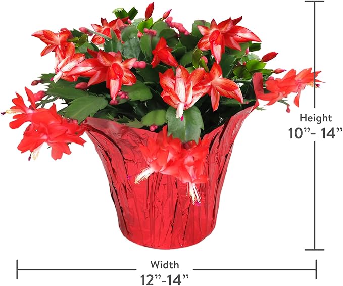 Green Circle Growers Live Christmas Cactus in 6-Inch Decorative Pot – Holiday Blooming Houseplant, Easy Care Indoor Décor