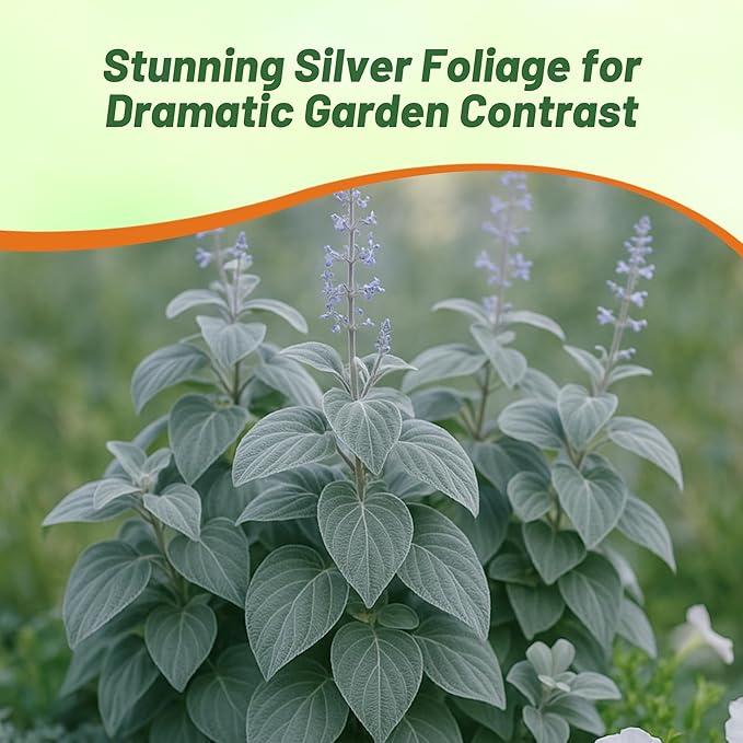 Outsidepride Silver Shield Plectranthus Seeds - 15 Pcs Perennial, Shade-Adapted, Heat-Friendly Plant Seeds for Outdoor Perennials, Attractive Silvery Foliage & Low Maintenance Garden Plants