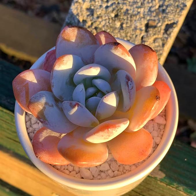 FWPP Live Succulents Plants Echeveria Laui 2.5 inches,Rare red Succulents Bare Root Without Pot Soil, Live Plants Indoor Office Decoration Wedding and Gift