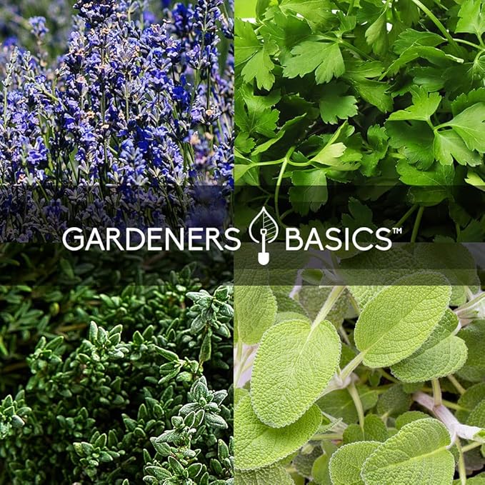 35 Medicinal & Culinary Herb Seeds Variety Pack โ Heirloom Non-GMO Garden Kit for Indoor, Outdoor, or Greenhouse Growing โ Apothecary, Tea & Cooking Herbs โ Premium Gift for Gardeners & Homesteaders