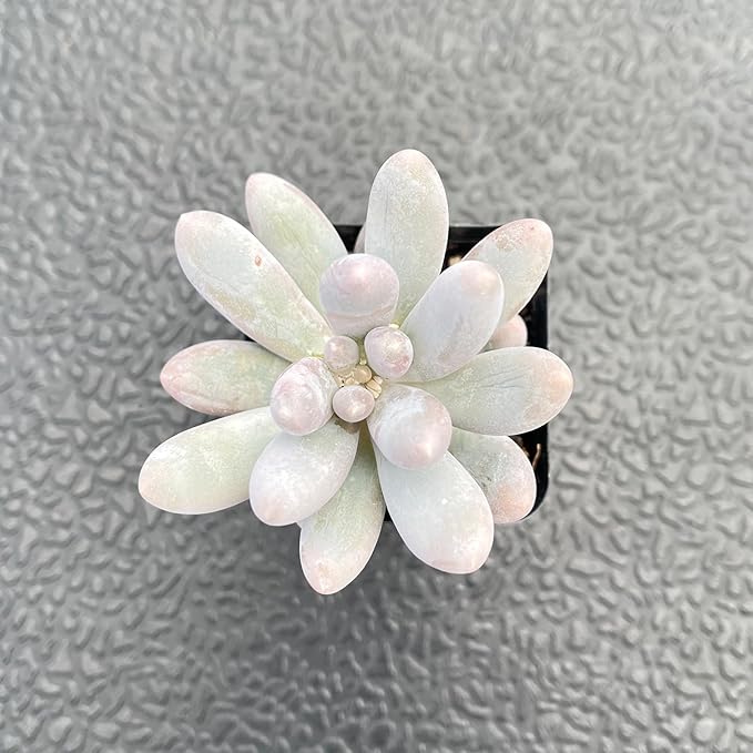 2" Live Succulent Plants Pachyphytum 'Sweet-Dumplingss', Mini Potted Succulents, Easy Care Indoor Houseplant, Unique Gifts, Home Office Décor