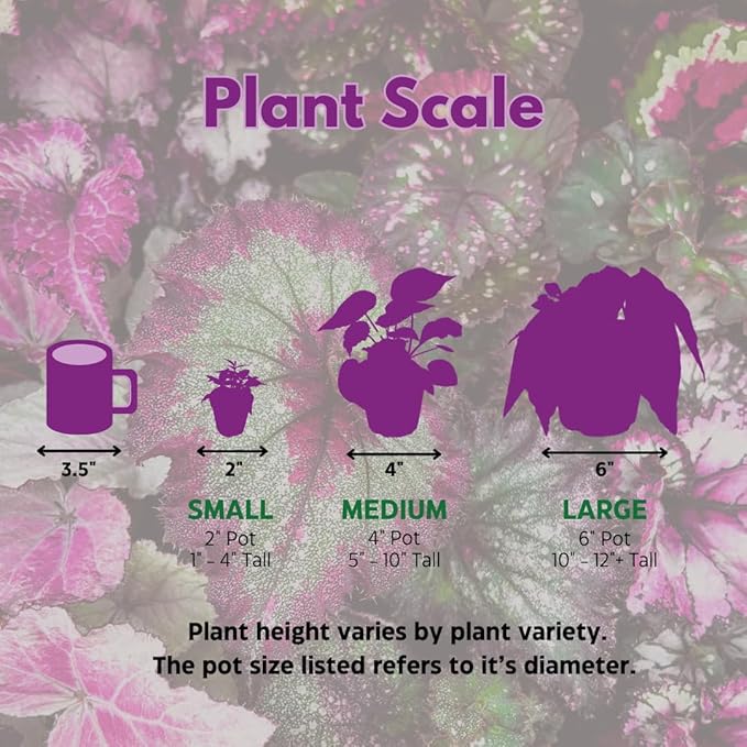 BubbleBlooms Peperomia Assortment, 6 Different peperomias in 2 inch pots Grower's Choice