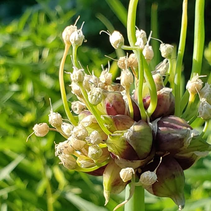 Set 40 of Egyptian Walking Onions Bulbs for Planting, Egyptian Walking Onions Topsets Bulbs for Planting Onion Bulbils, Perennial Fall Planting Gardening Indoor and Outdoor