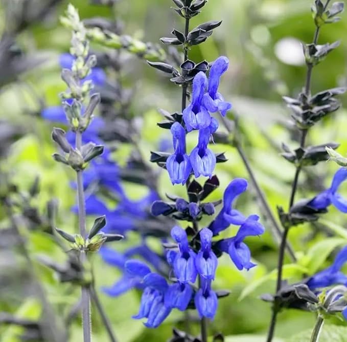 Black and Blue Salvia Guaranitica โ Live Perennial Plant 3" Pot โ Hummingbirds