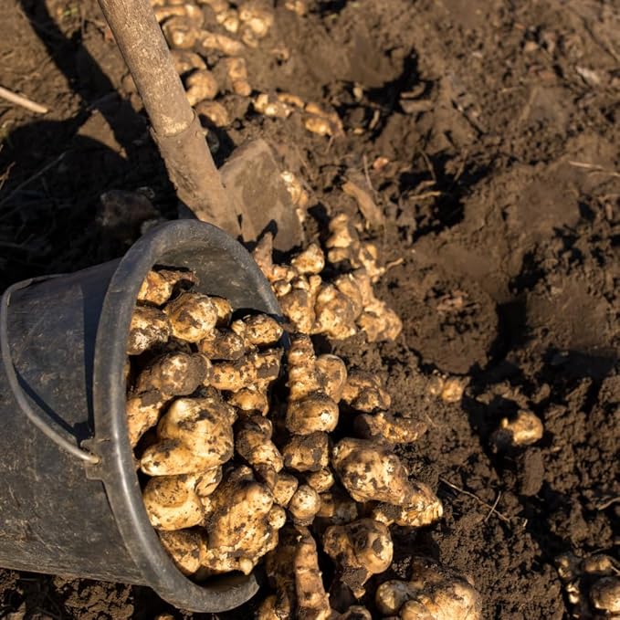 2 Lb Jerusalem Artichoke Live Tubers, Sunchoke Bulbs for Planting Gardening Indoor Outdoor