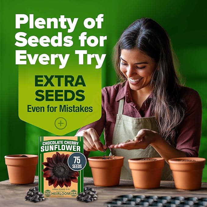 HOME GROWN Chocolate Cherry Sunflower Seeds โ 75 ๐ก๐ข๐ก-๐๐ ๐ข ๐จ๐ฆ๐ Heirloom Seeds for Planting Burgundy Sunflowers โ Tall Flower for Garden, Pollinators, Butterflies (Helianthus annuus)