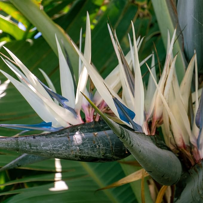 Live White Birds of Paradise Plant - 'White Birds of Paradise' Strelitzia nicolai - ragnaroc Tropical Plant 6-10” Tall - 2ct - Live Arrival Guaranteed - House Plants for Home Decor & Gift
