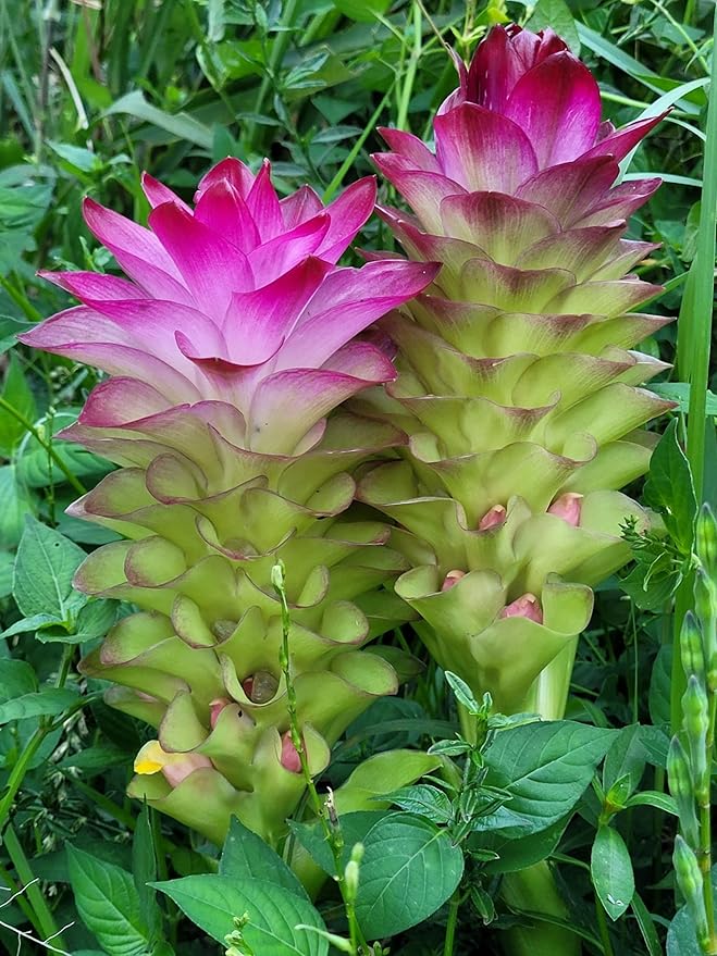 Pineapple Lily Bulb for Planting - Rare and Beautiful Lily to Grow (2 Bulbs)