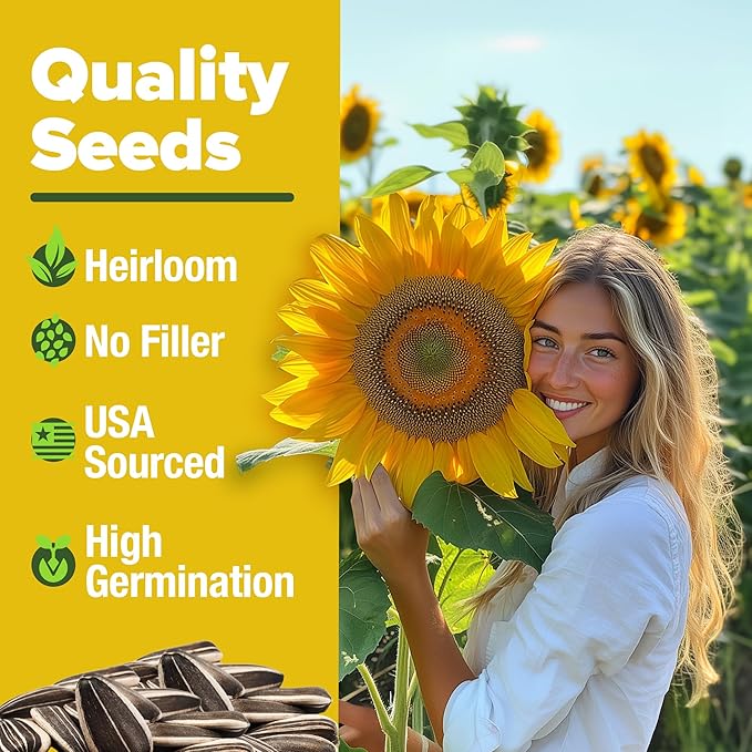 HOME GROWN ๐จ๐ฆ๐ Sunflower Seeds to Plant | 520+ Giant Mammoth Sunflower Seeds for Planting Bulk Packet | Heirloom, High Germination, Easy to Grow Jumbo Sun Flower for Home Garden(Helianthus annuus)