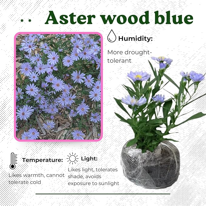 Live Aster Plant for Planting, Vibrant Blue Blooms 4-9 Inch Tall, Hardy and Perennial Aster, Ideal for Container and Outdoor Growing